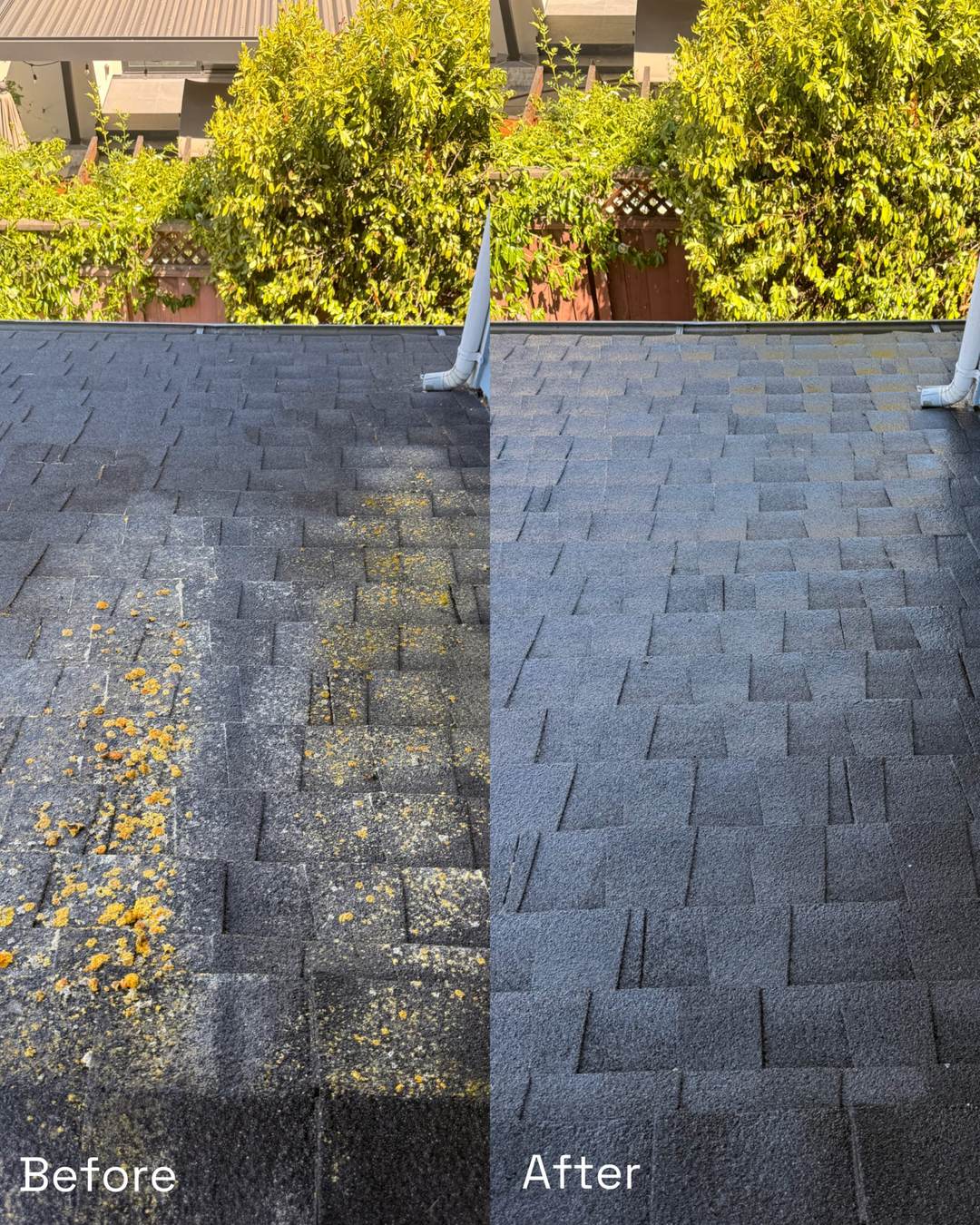 Asphalt shingle roof before and after soft washing — orange lichen spots and dark staining on the left, clean even shingles on the right